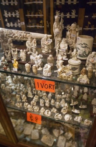 Processed elephant ivory on sale in a shop in Hong Kong, considered to be the global epicenter of wildlife trade (Photo Credit: Alex Hofford/WildAid)